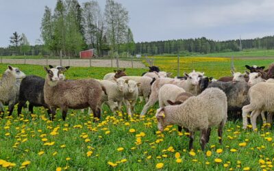 SADONKORJUUVIIKONLOPPU